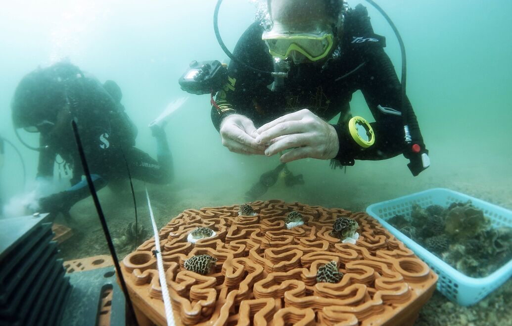 If You Build It, Will They Come? Coral Reef Restoration Using 3D ...